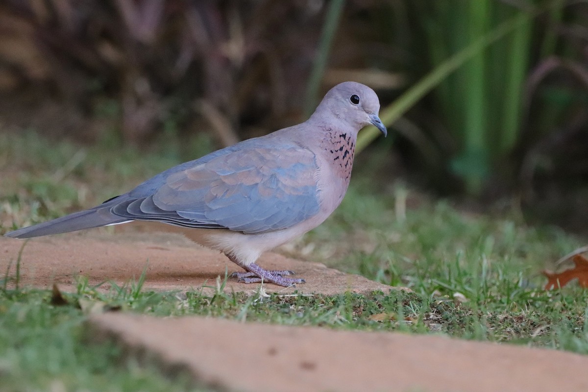 Laughing Dove - ML650640033