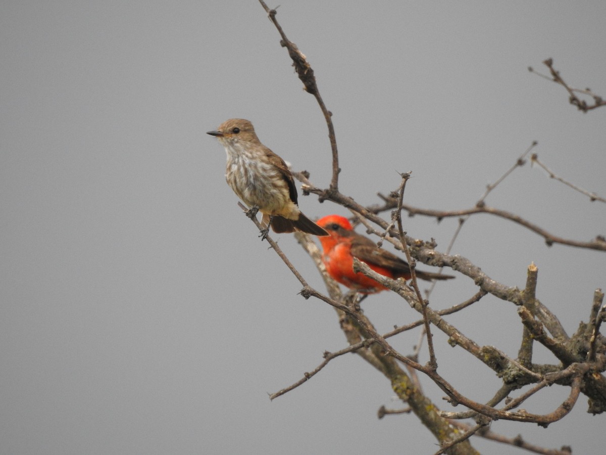 Vermilion Flycatcher - ML650640034