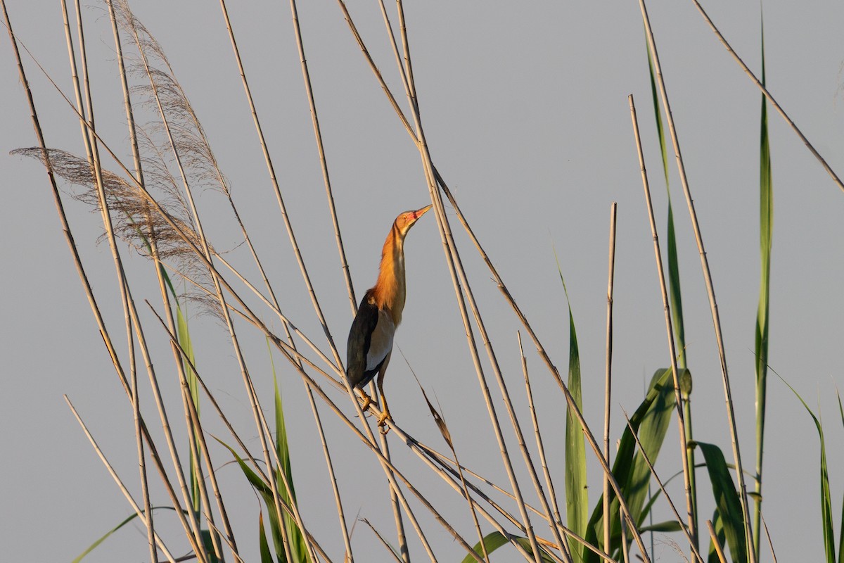 Little Bittern - ML650640036