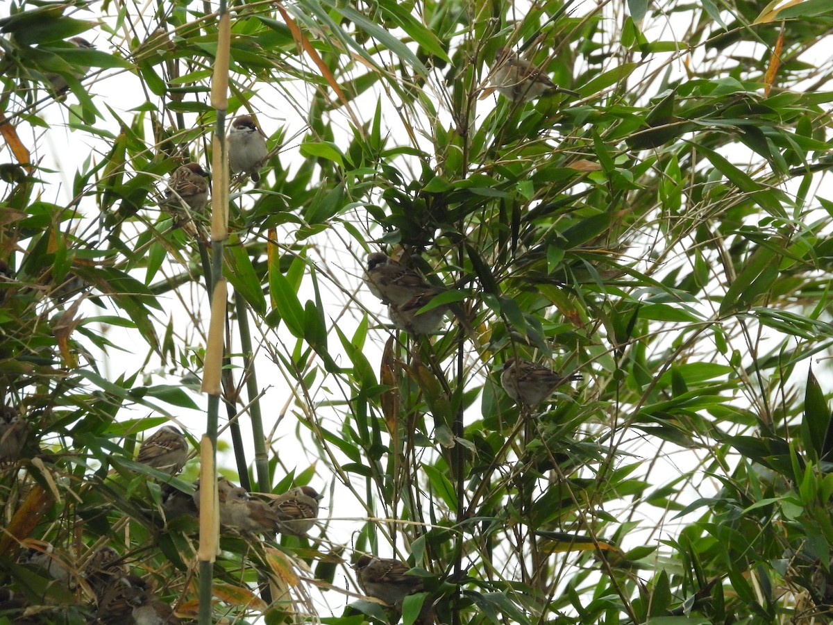 Eurasian Tree Sparrow - ML650640037