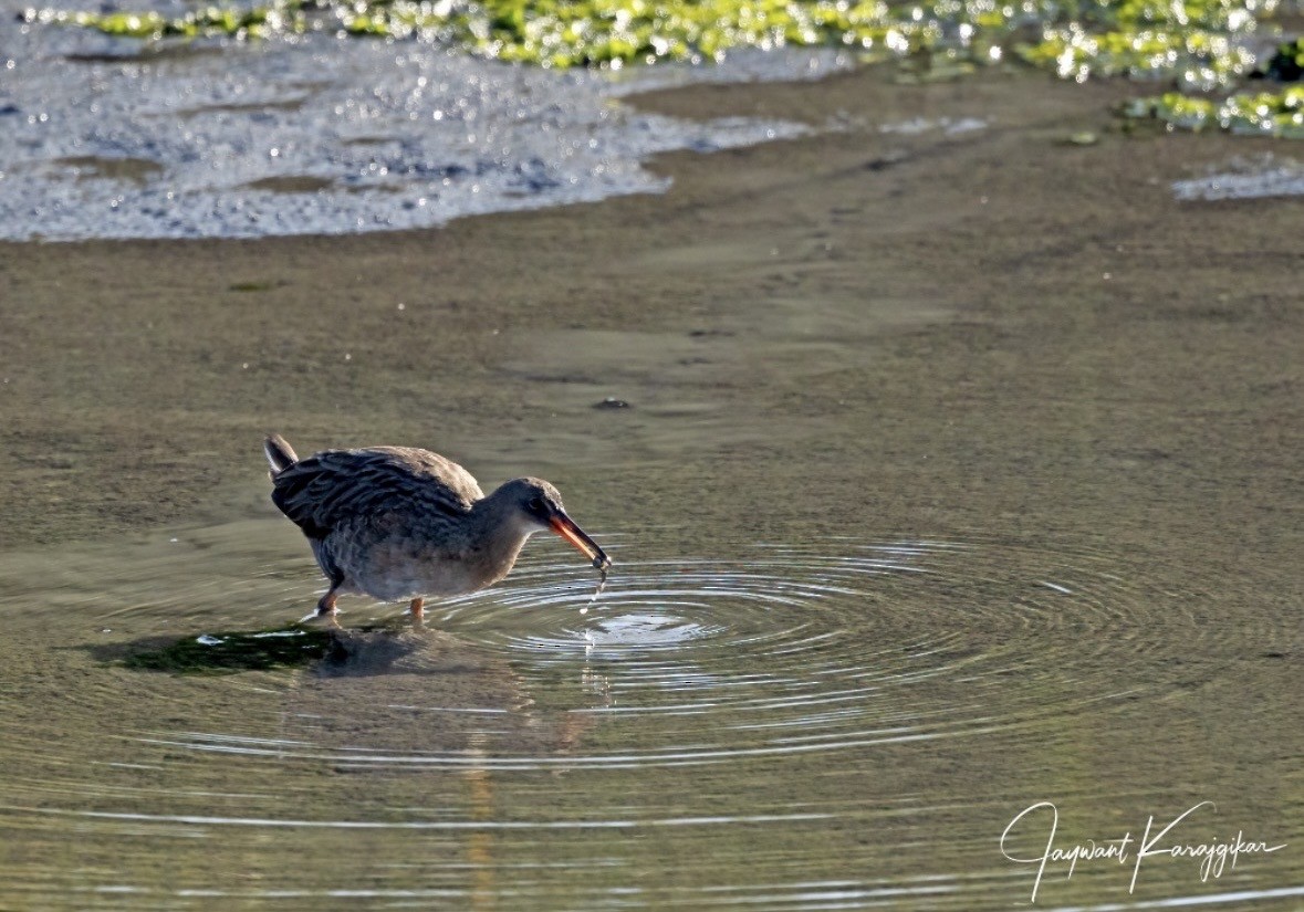 Ridgway's Rail (San Francisco Bay) - ML650640038