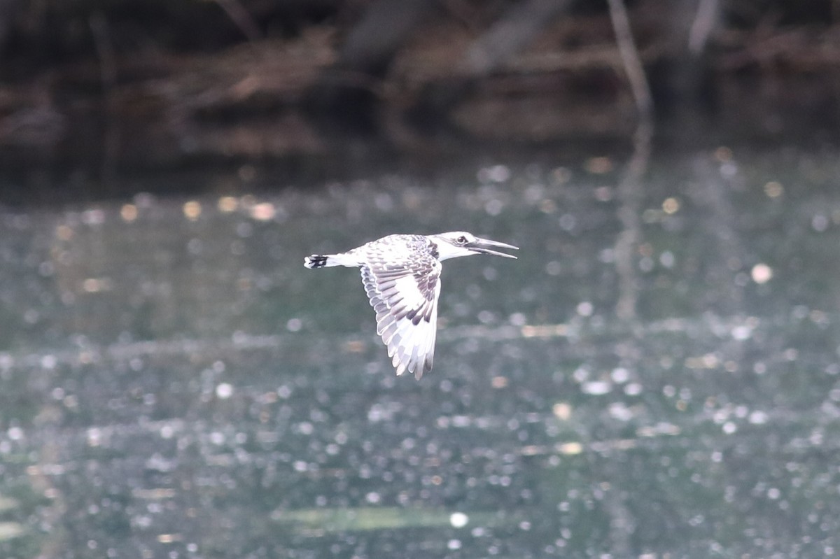 Pied Kingfisher - ML650640039