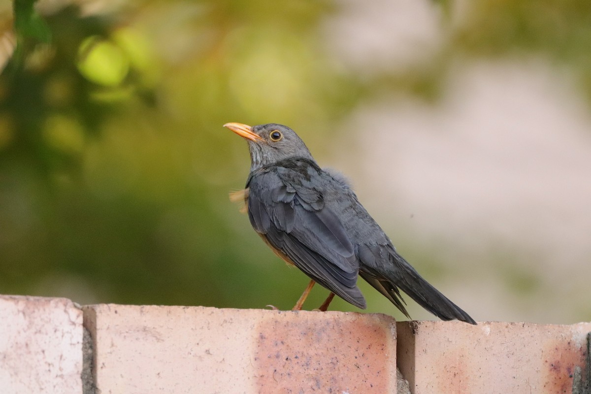 Karoo Thrush - ML650640040