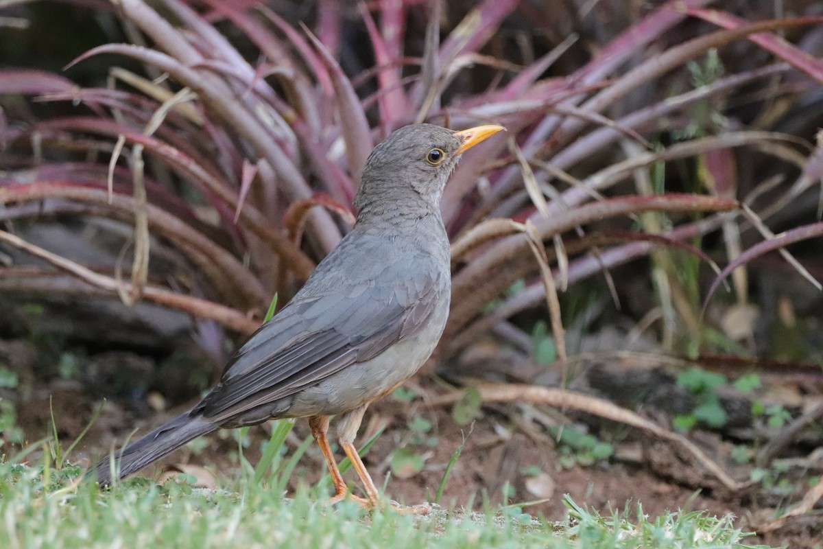 Karoo Thrush - ML650640041