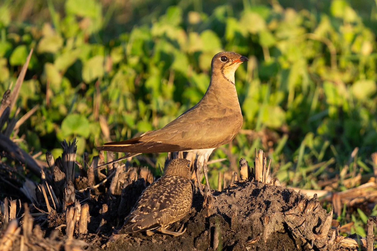 Collared Pratincole - ML650640042