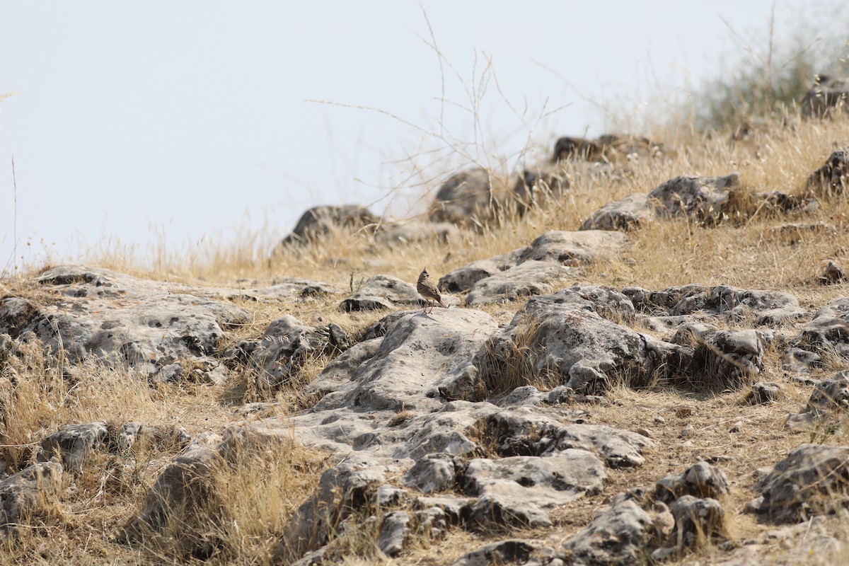 Crested Lark - ML650640044