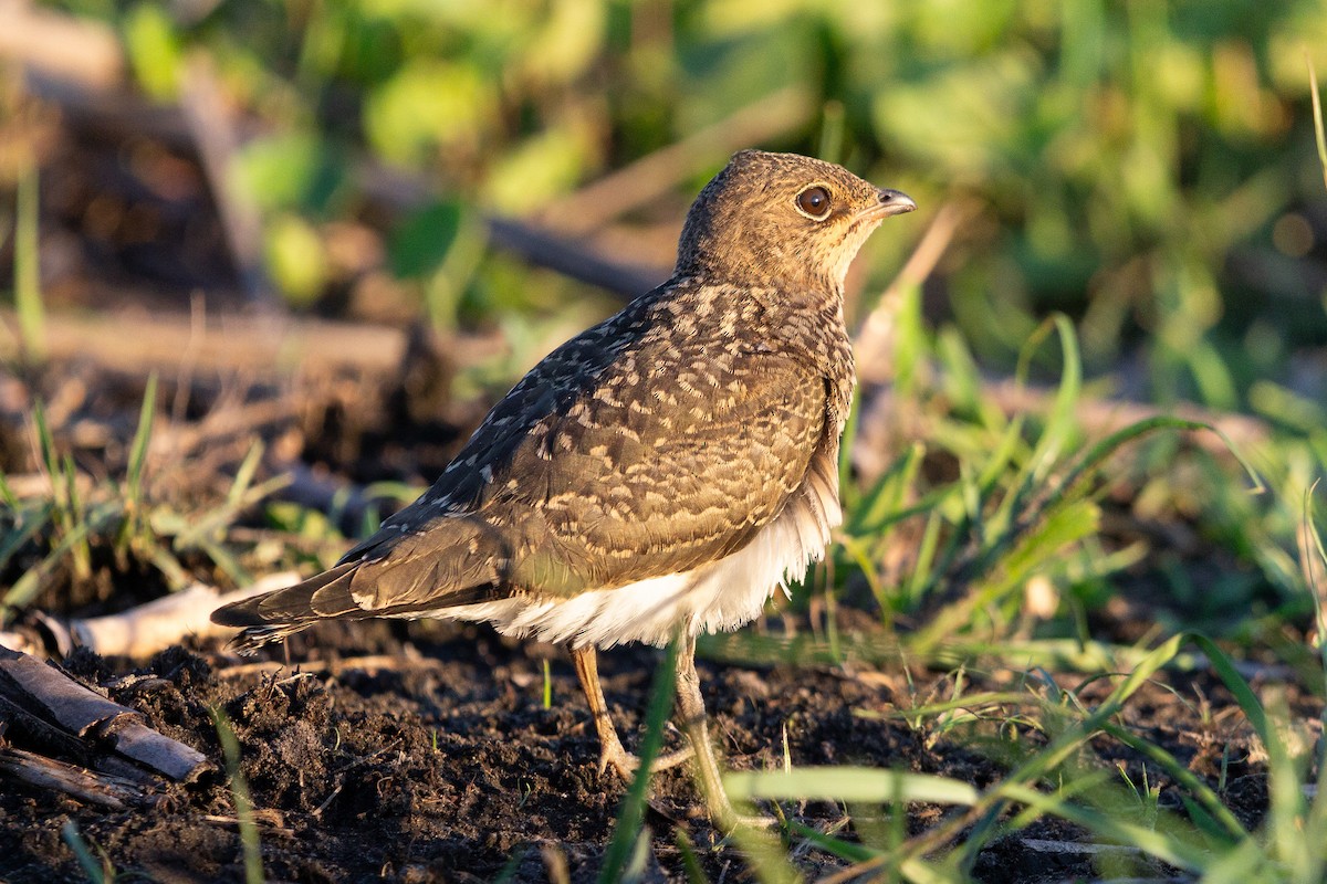 Collared Pratincole - ML650640047