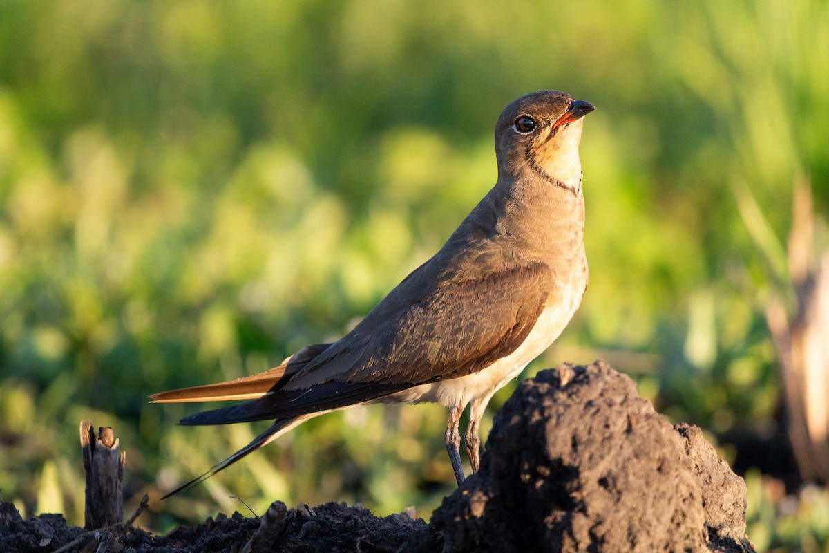 Collared Pratincole - ML650640048
