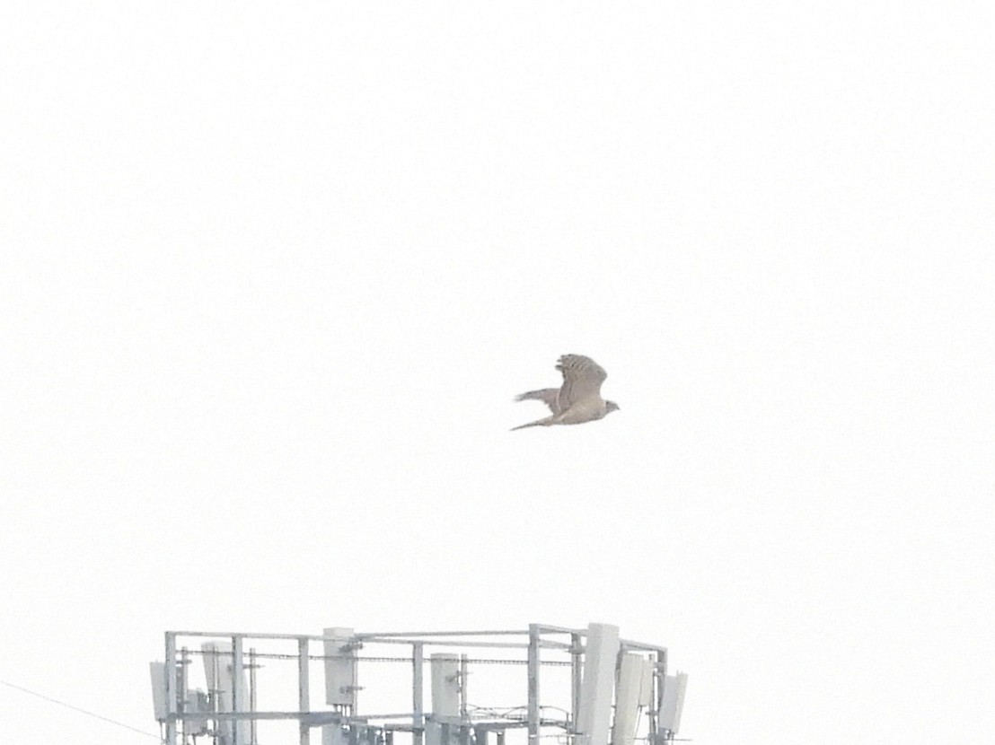 Eurasian Sparrowhawk - ML650640050