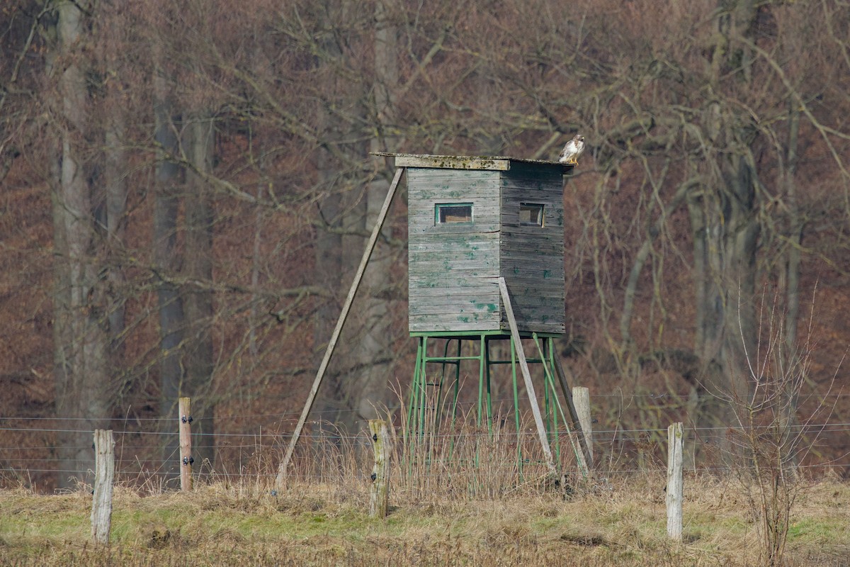 Common Buzzard - ML650640053