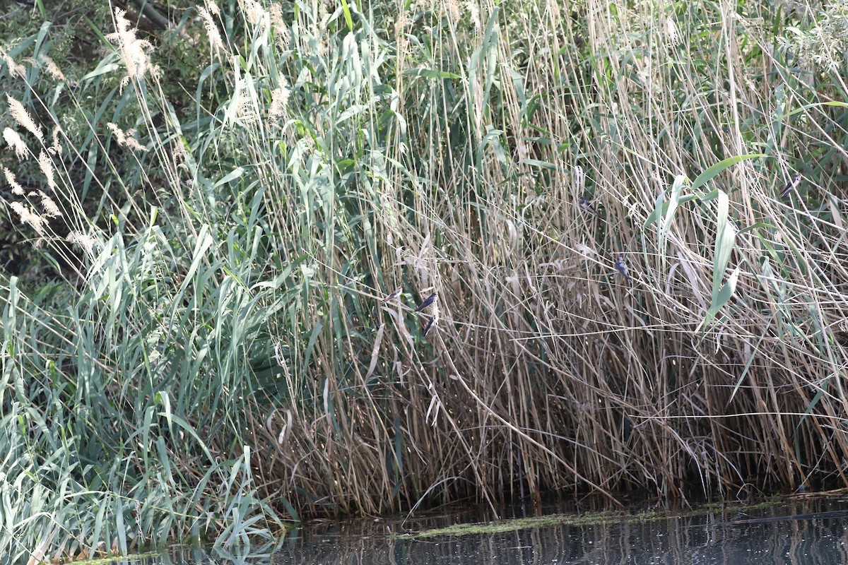 Golondrina Común - ML650640055