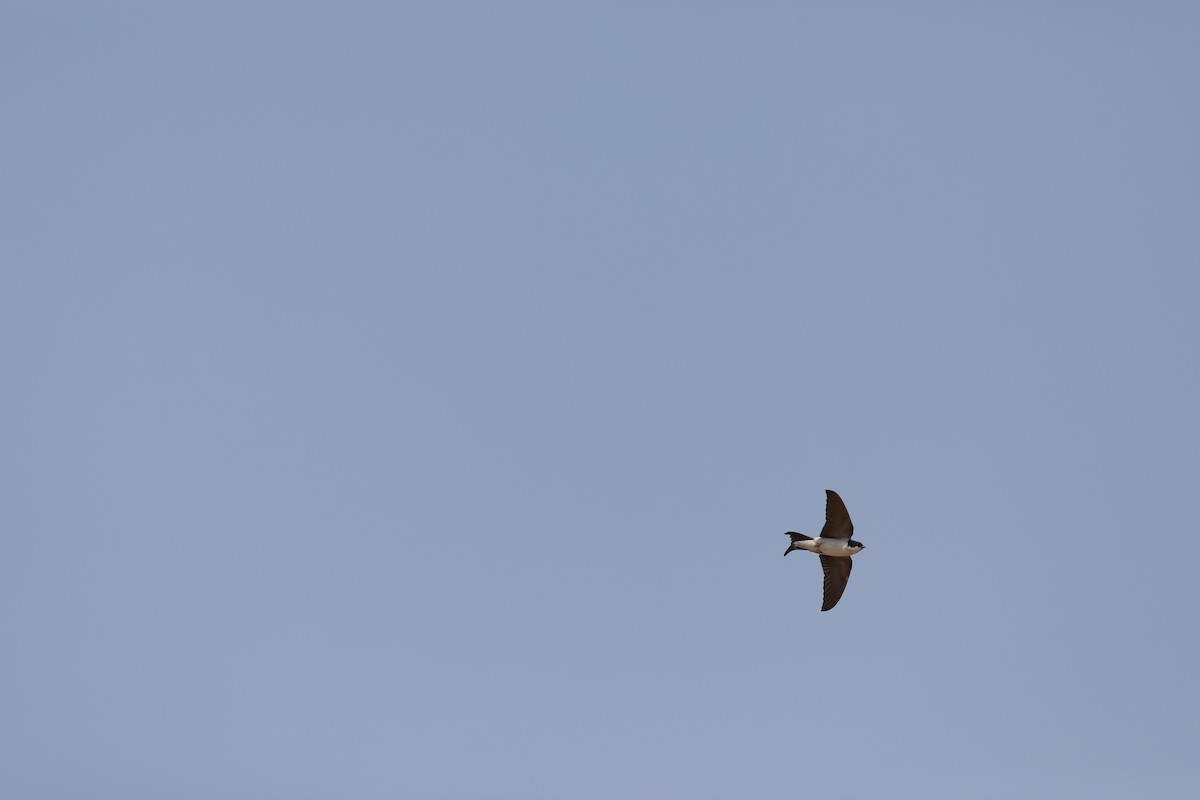 Western House-Martin - ML650640057