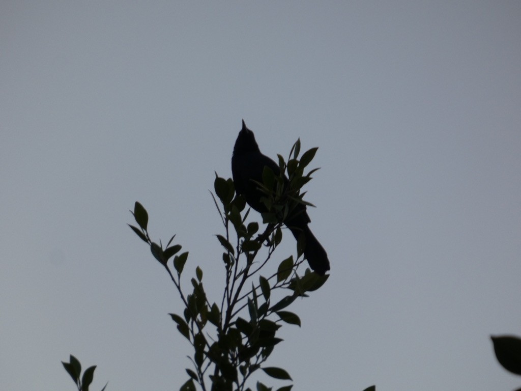 Great-tailed Grackle - ML650640058