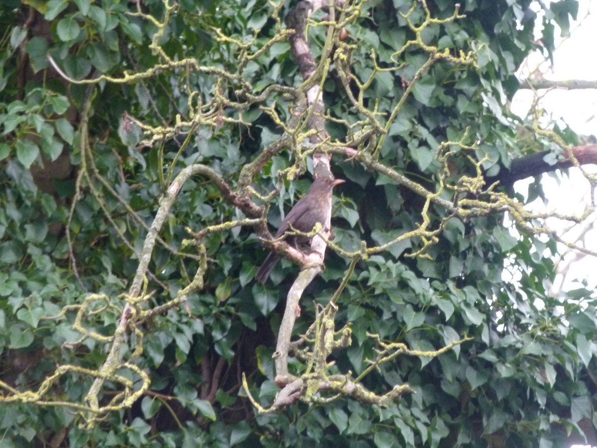 Eurasian Blackbird - ML650640059