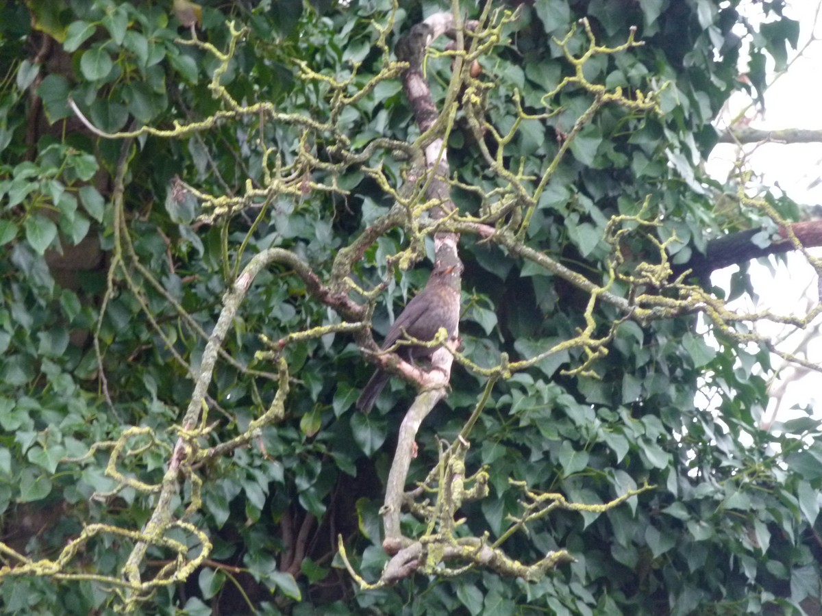 Eurasian Blackbird - ML650640060