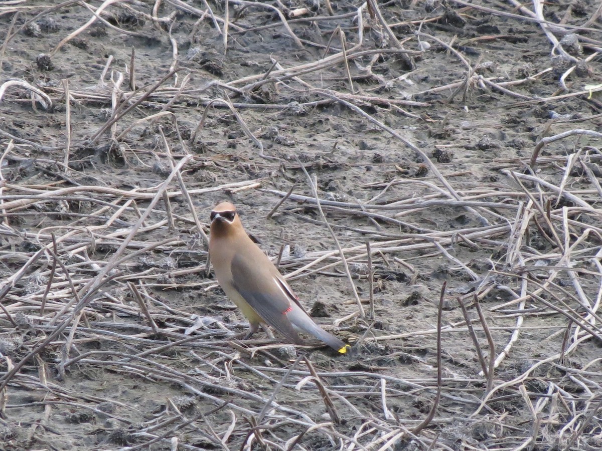 Cedar Waxwing - ML650640061