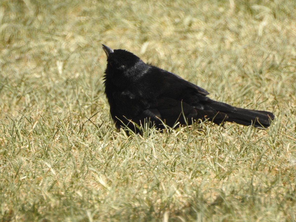 Screaming Cowbird - ML650640062