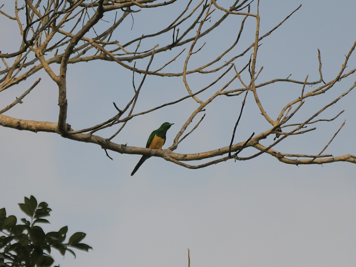African Emerald Cuckoo - ML650640075
