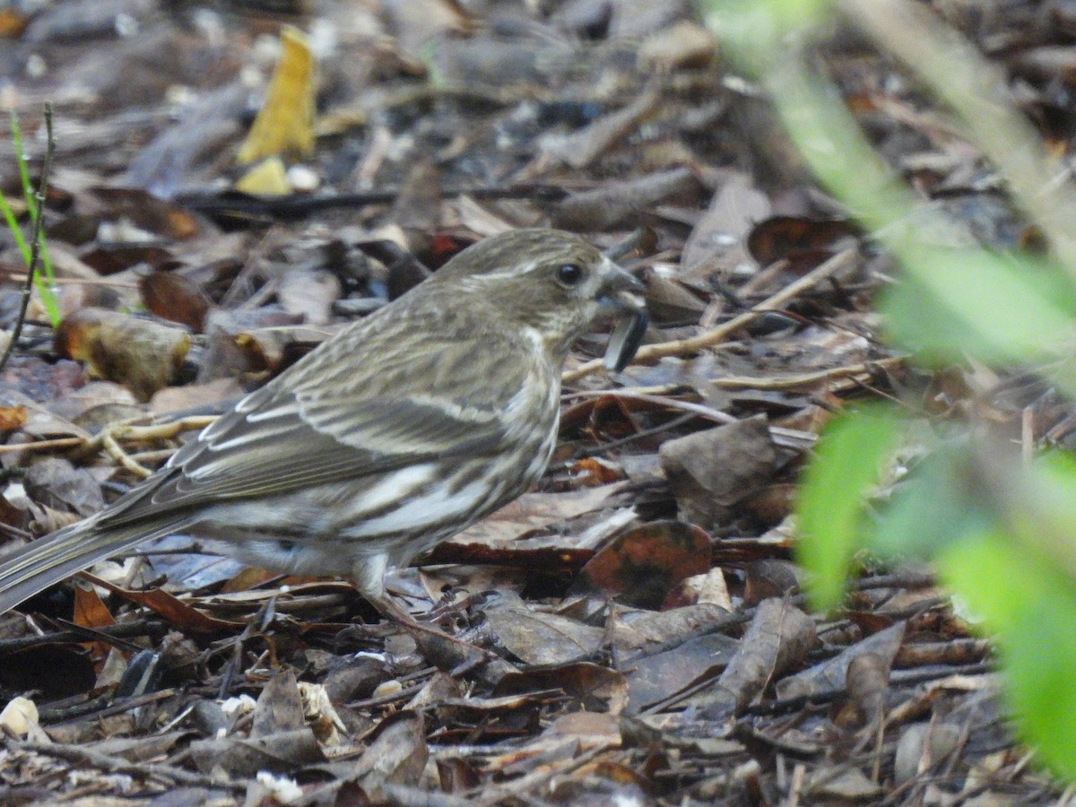 ムラサキマシコ - ML650640135