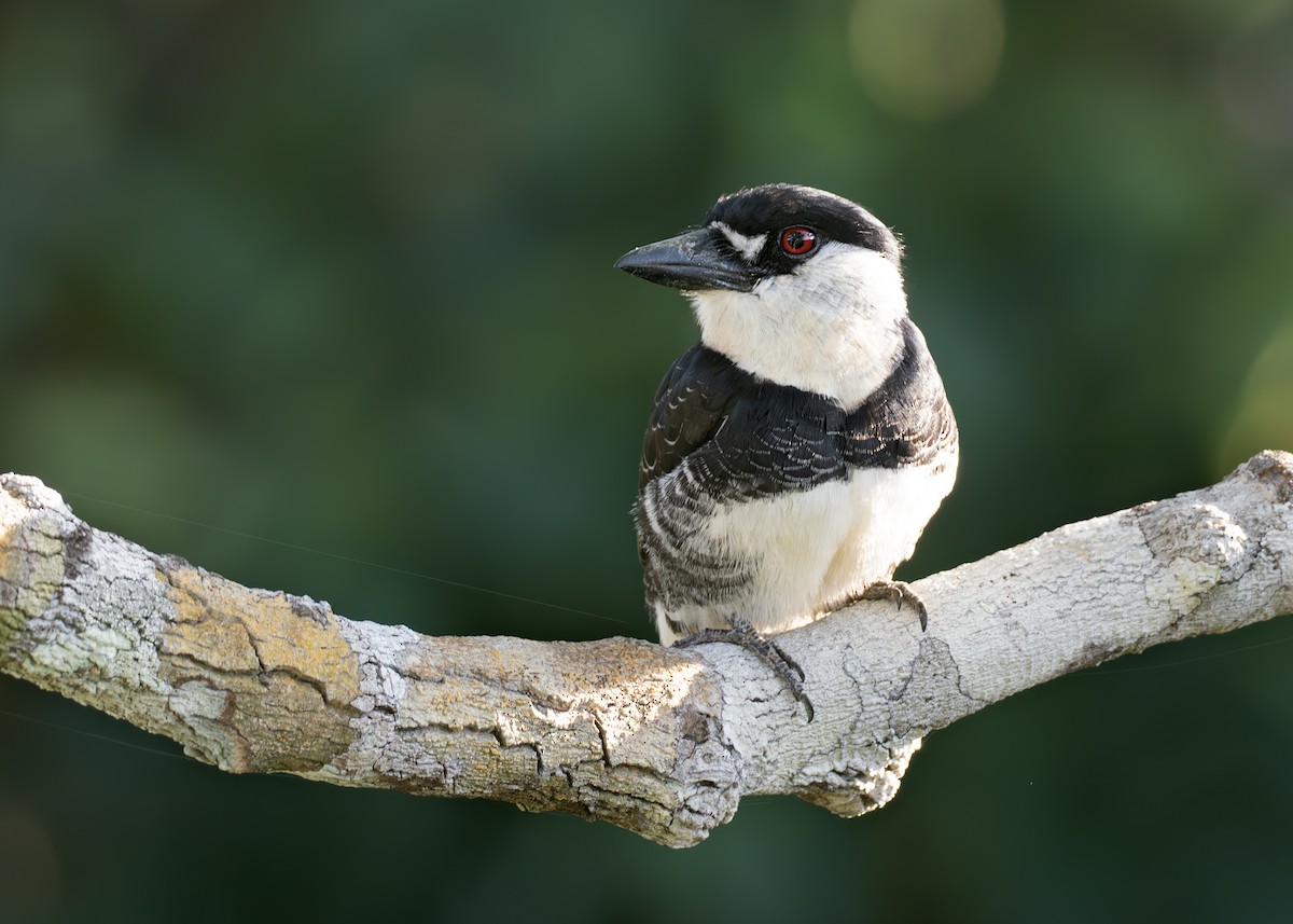 Guianan Puffbird - ML650640312
