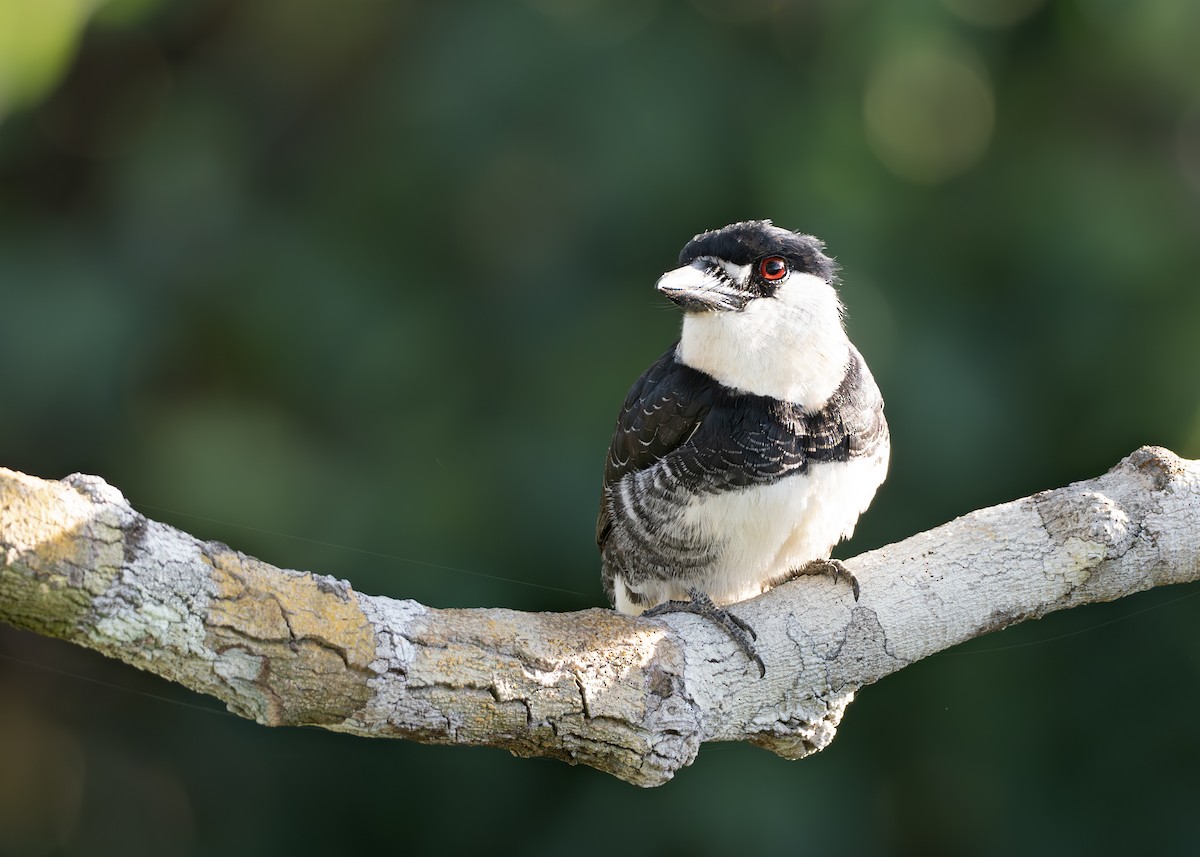 Guianan Puffbird - ML650640315