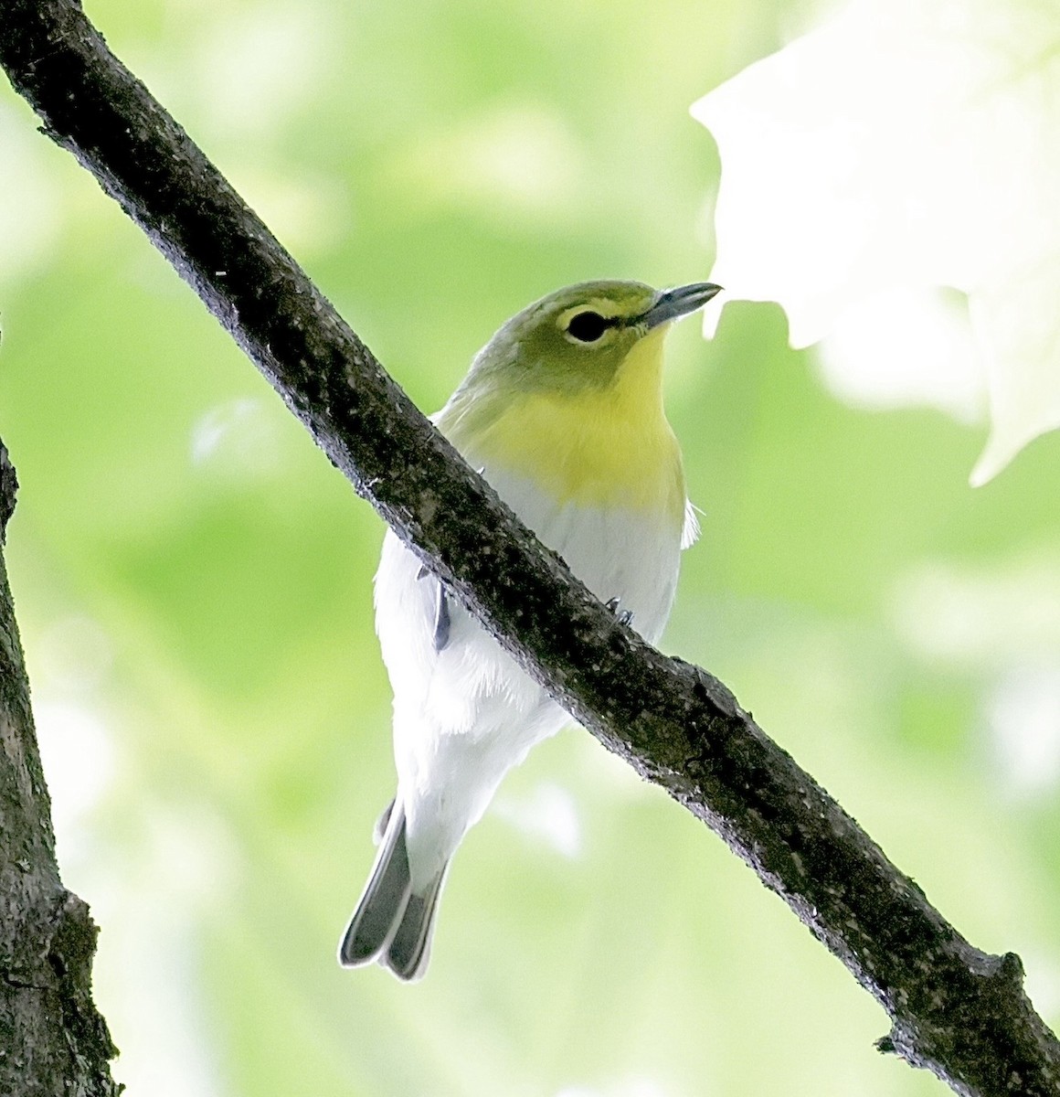 Vireo Gorjiamarillo - ML650640322