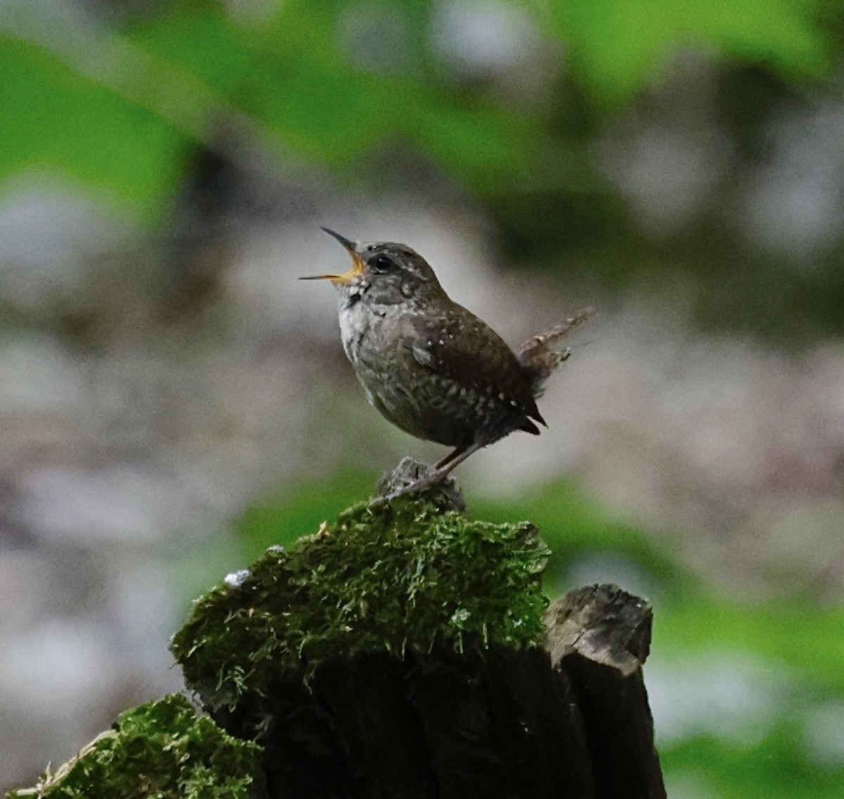 Chochín Hiemal - ML650640327