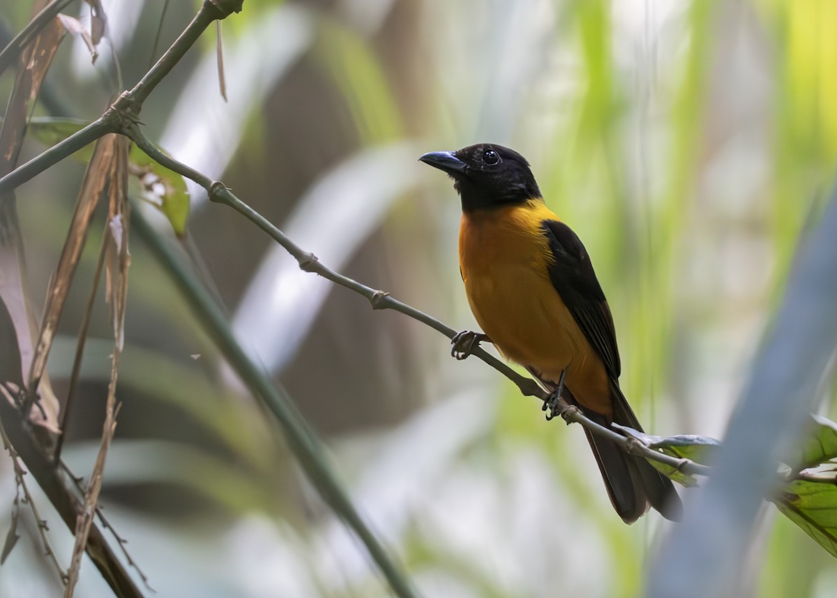 Fulvous Shrike-Tanager - ML650640333