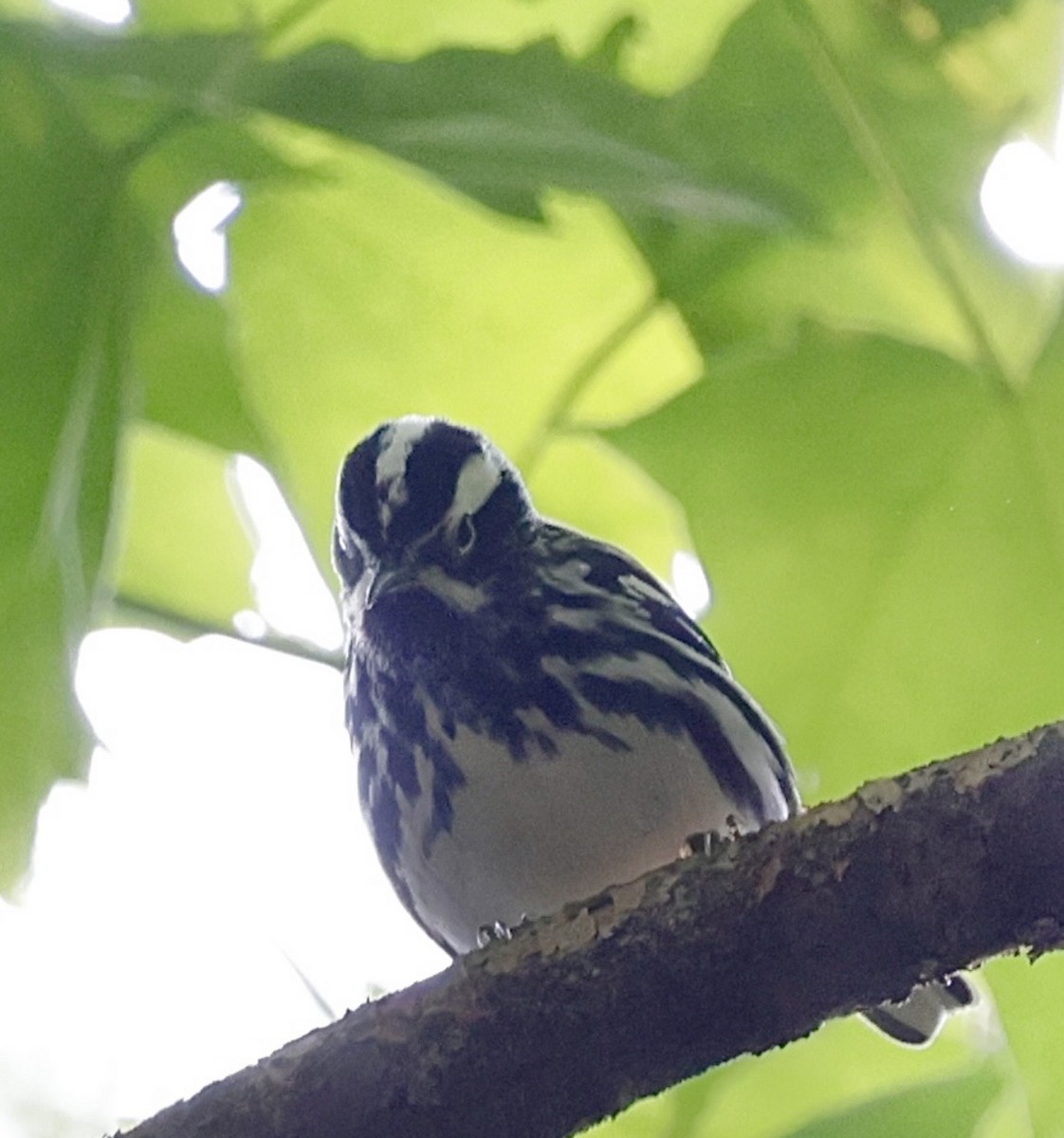 Reinita Trepadora - ML650640338