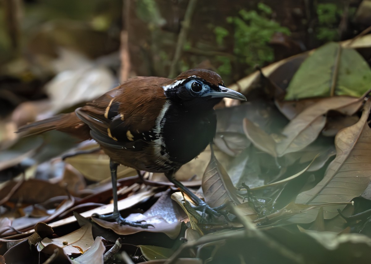 Ferruginous-backed Antbird - ML650640340