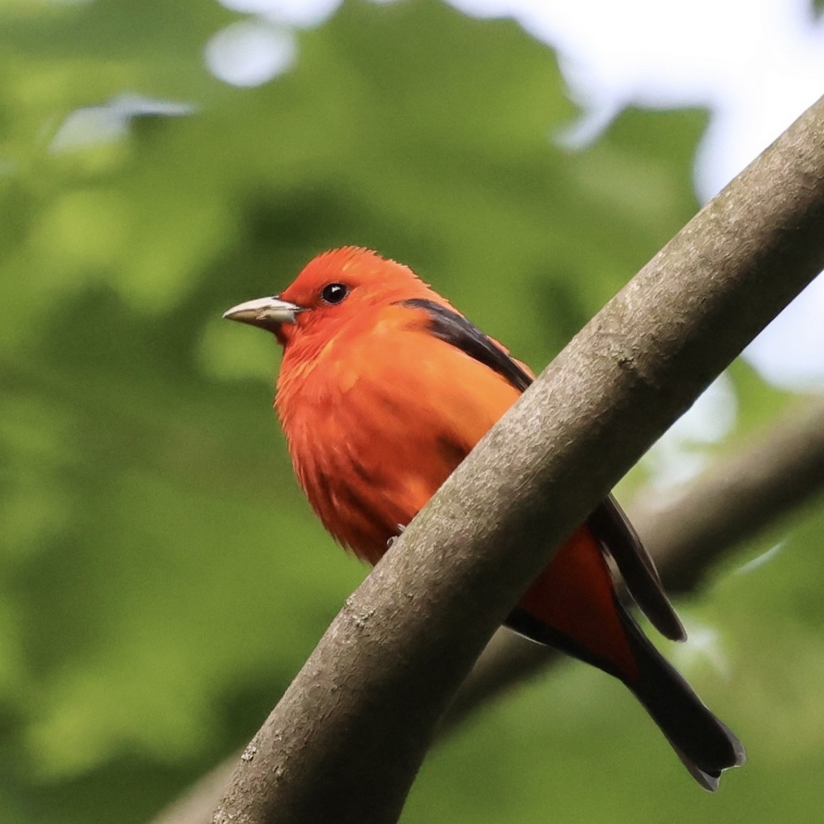 Piranga Escarlata - ML650640341