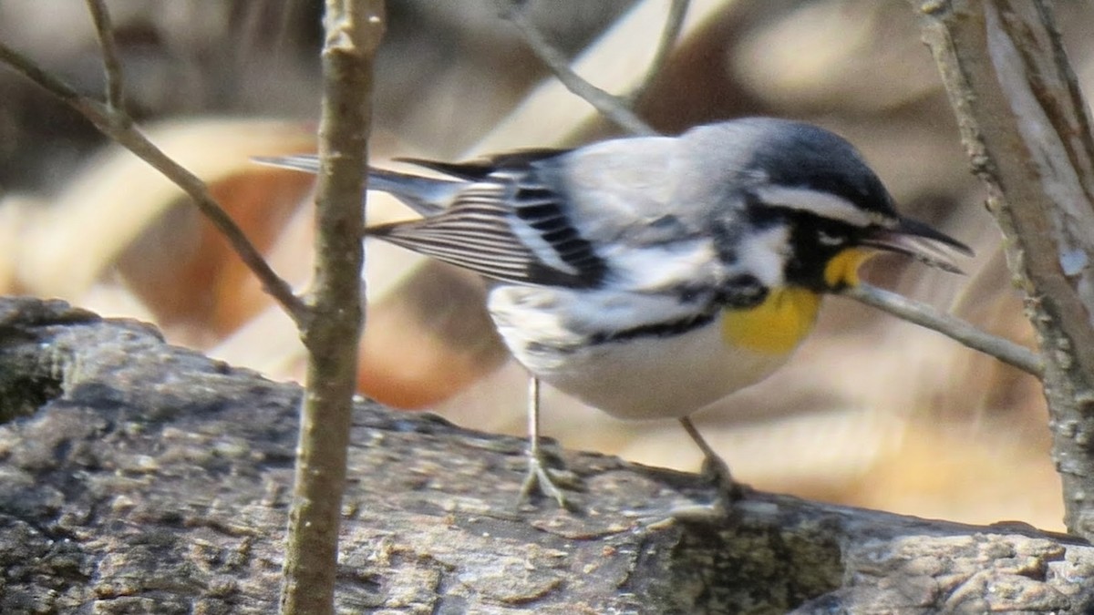 סבכון צהוב-גרון - ML650640609