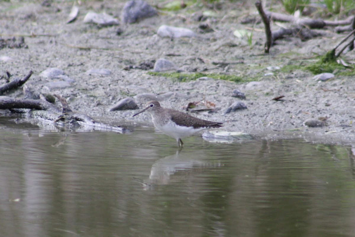 Einsiedelwasserläufer - ML650640632