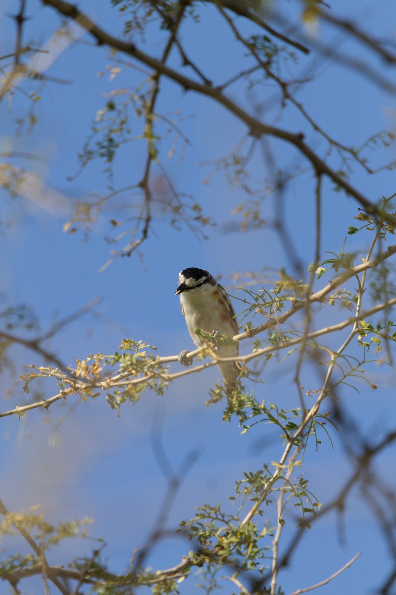 Brubru - ML650640718