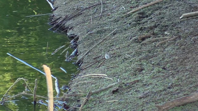 磯鷸 - ML650640752