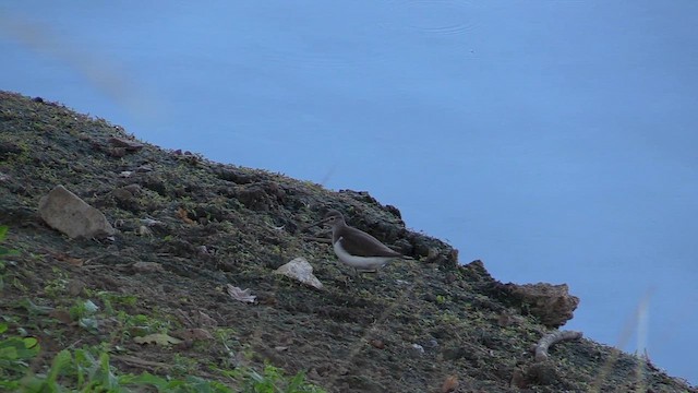 磯鷸 - ML650640974