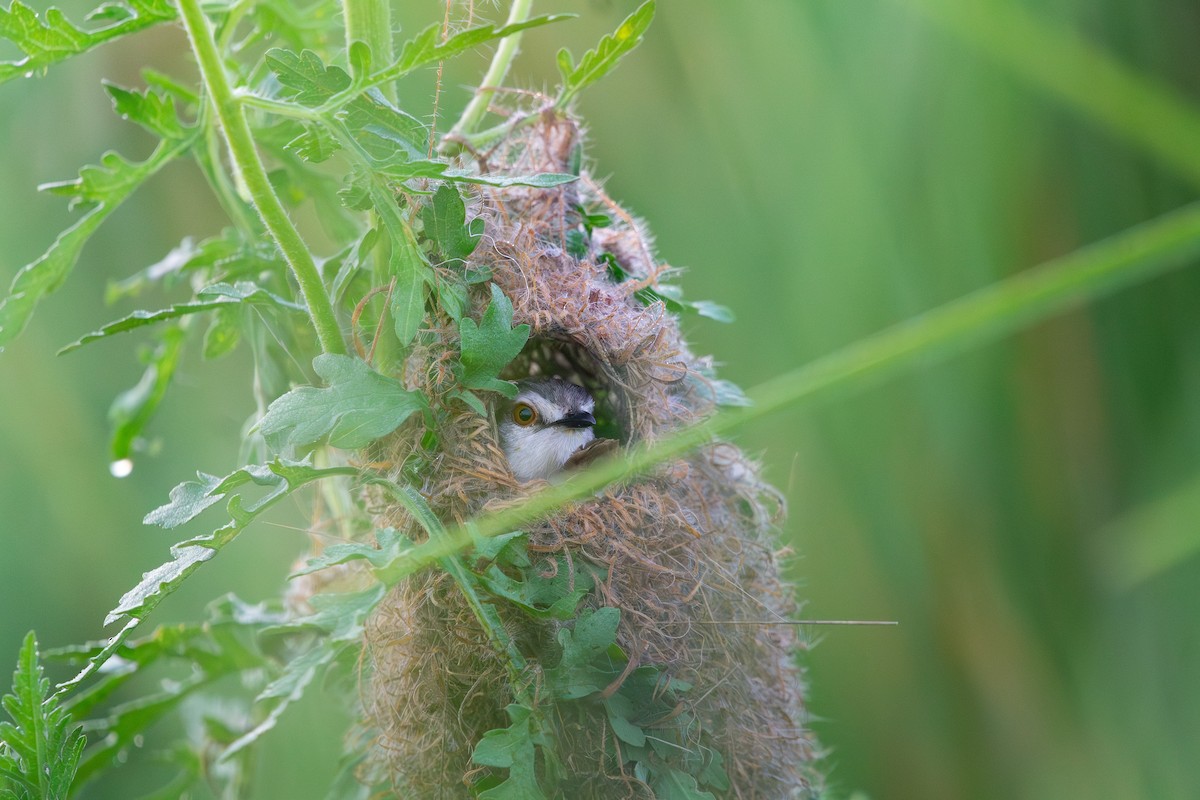 Tawny-flanked Prinia - ML650641019