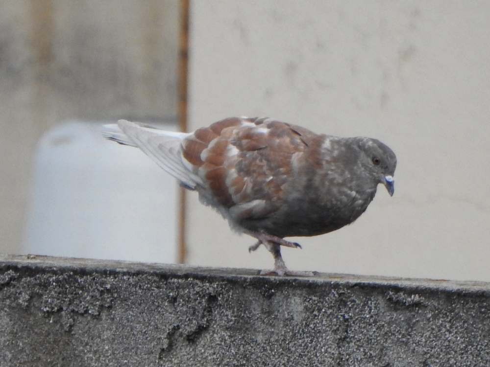 Pigeon biset (forme domestique) - ML650641058