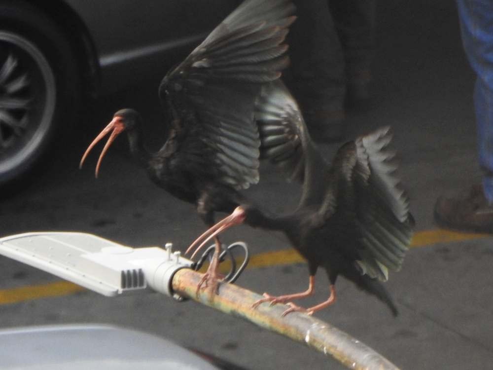 Ibis à face nue - ML650641072