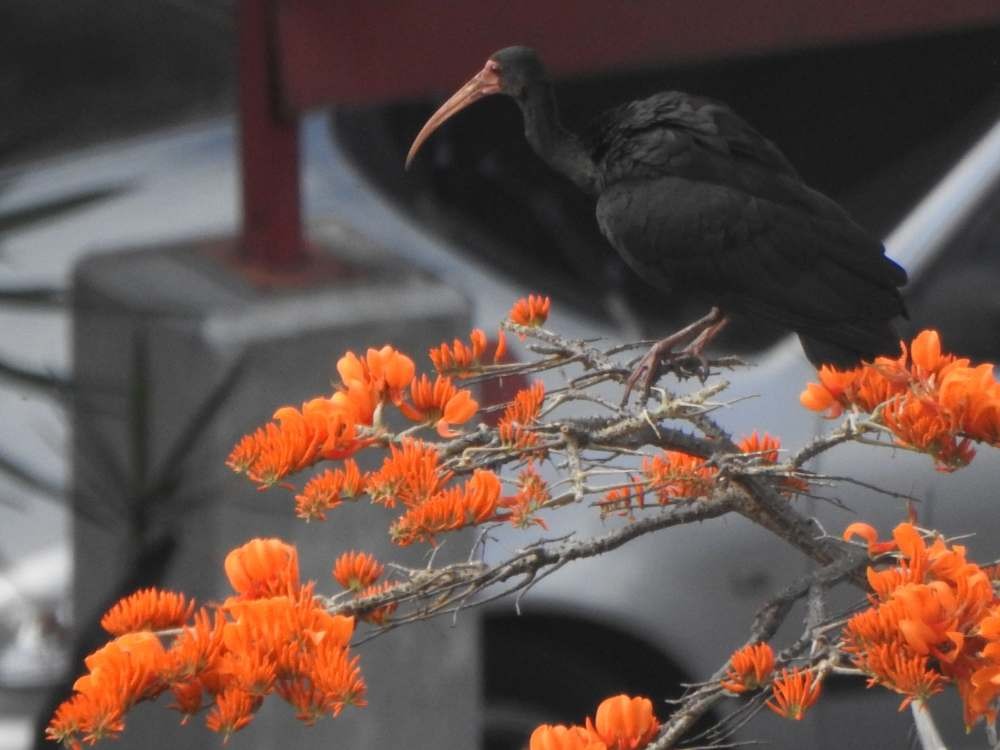 Ibis à face nue - ML650641076