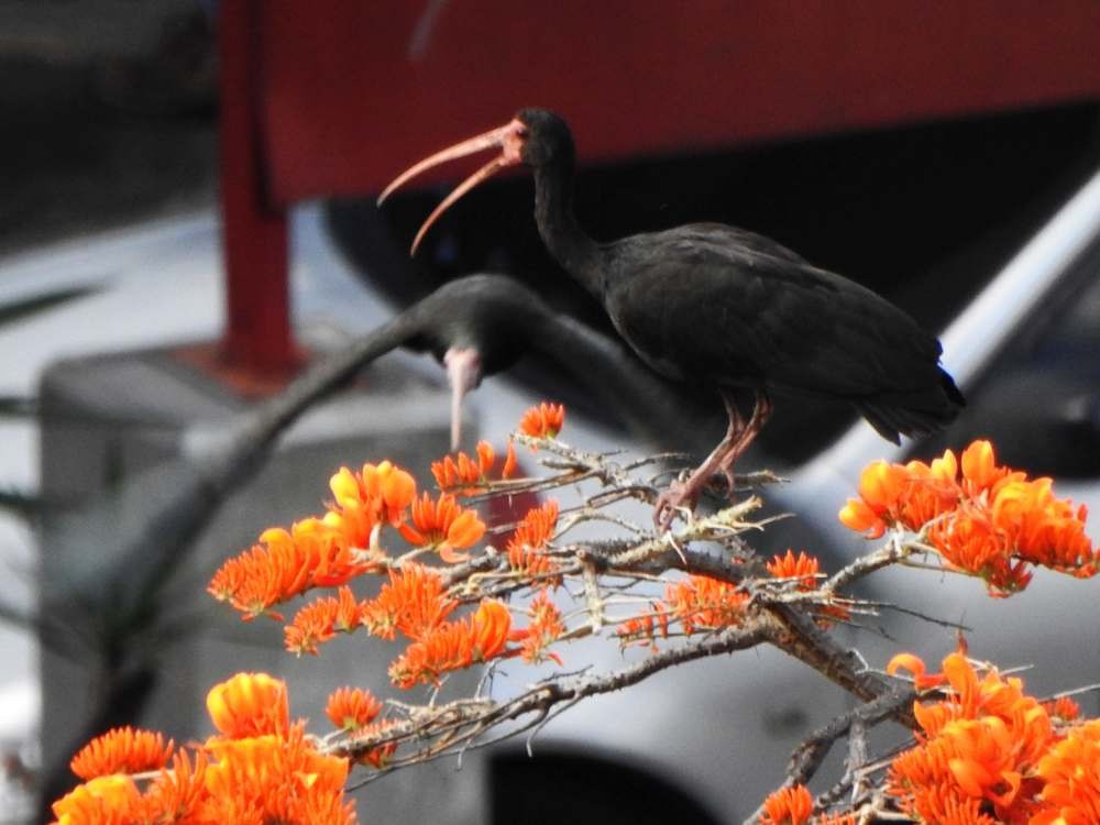 Ibis à face nue - ML650641080