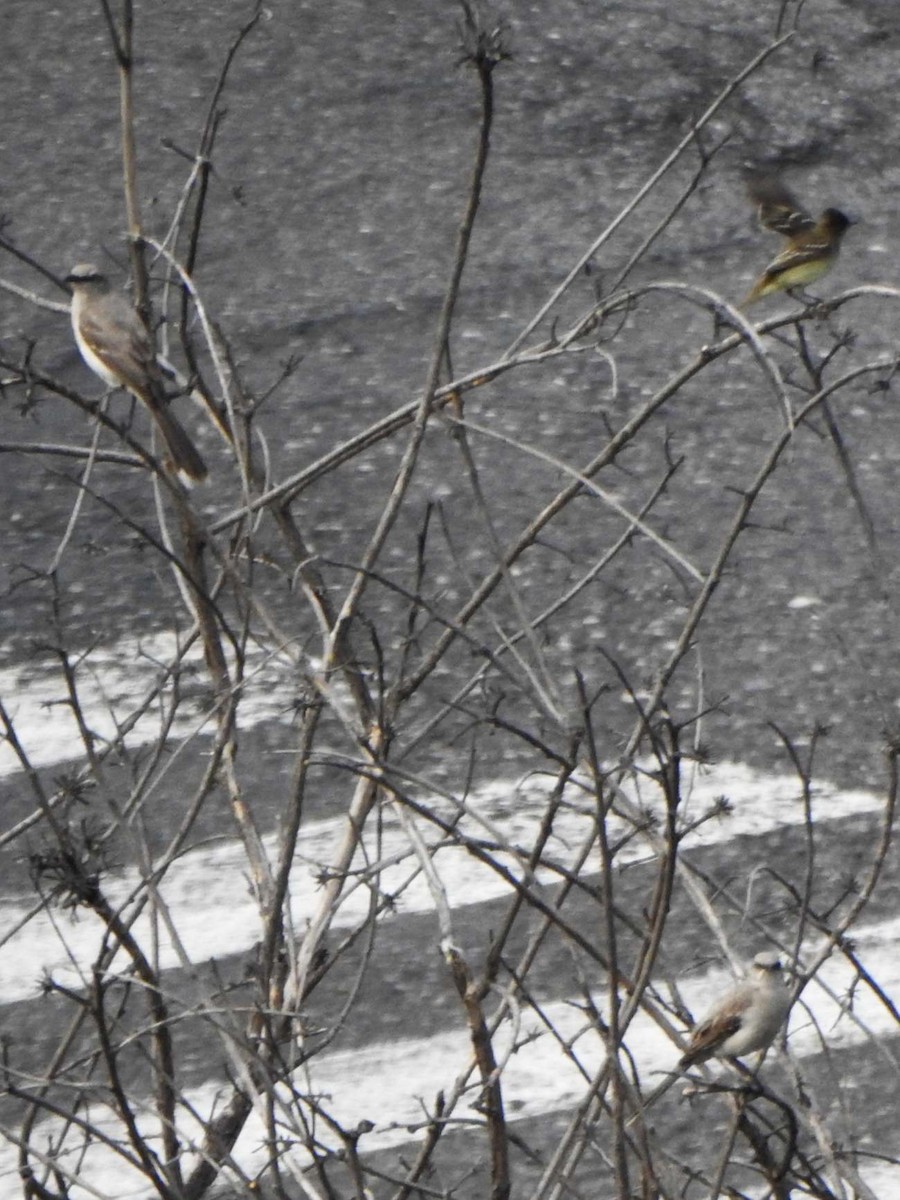 Moqueur des savanes - ML650641114