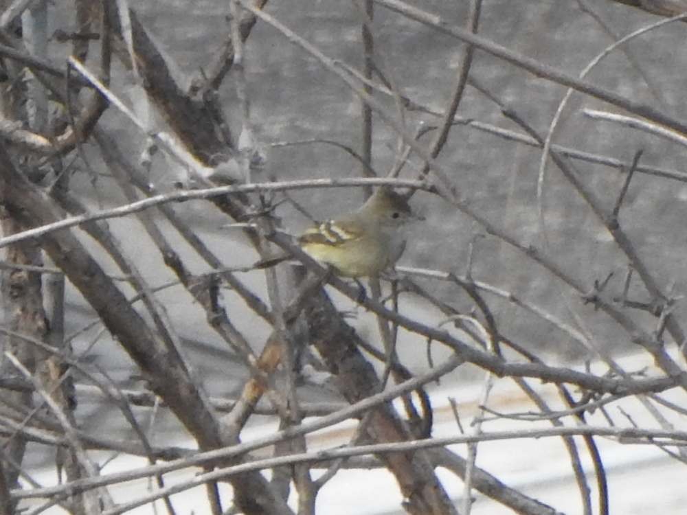 Élénie à ventre jaune - ML650641121