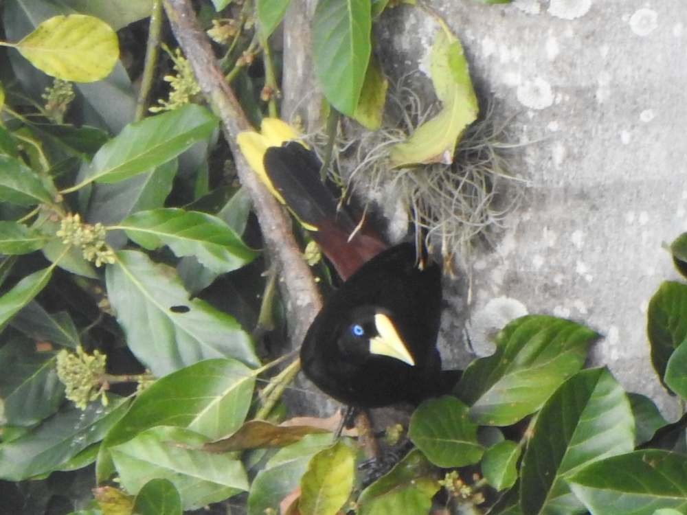 Cassique huppé - ML650641129