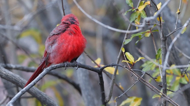 Cardinal rouge - ML650641152