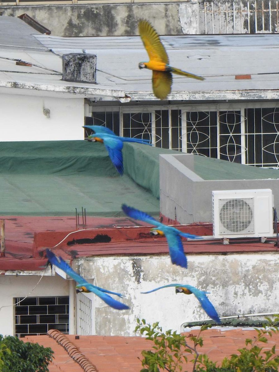 Ara bleu - ML650641163