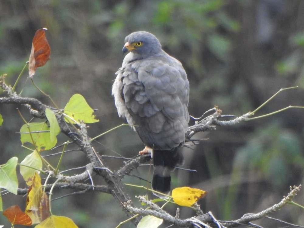 Buse à gros bec - ML650641172