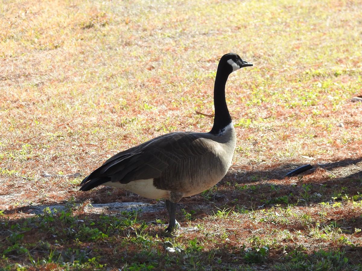 eBird Checklist - 10 Feb 2026 - 4764–4798 Beneva Rd, Sarasota US-FL 27. ...