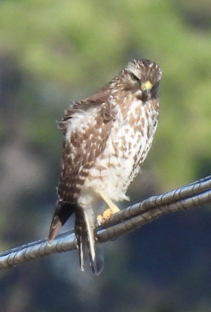 Busardo Pechirrojo - ML650641487