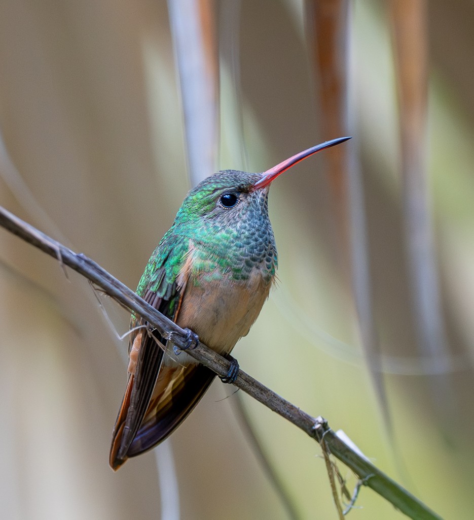 Buff-bellied Hummingbird - ML650641717